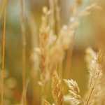 日本リーグ　女子暫定順位（第６節まで）